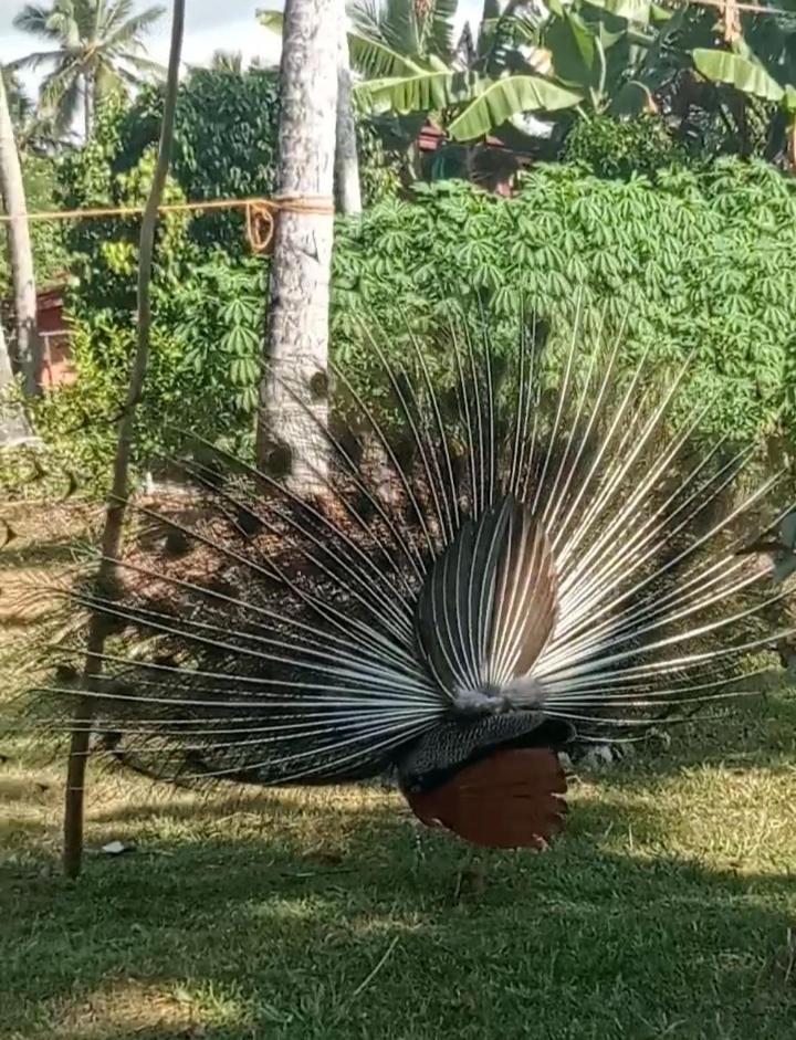 Freedom192 Otel Weligama Dış mekan fotoğraf